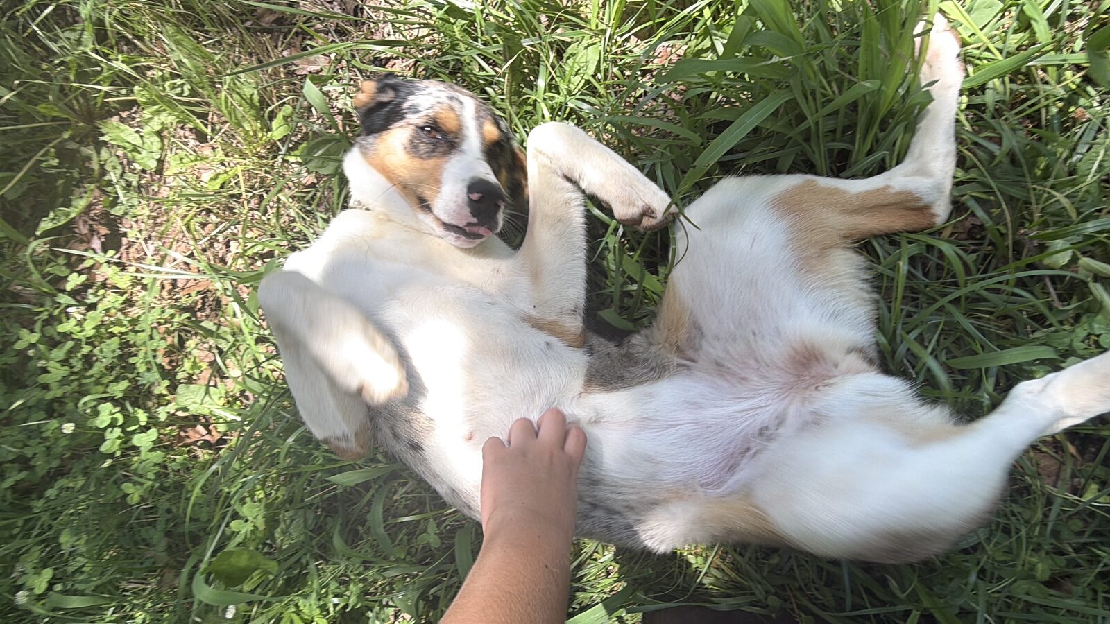 Millie seeking foster or adopter placement