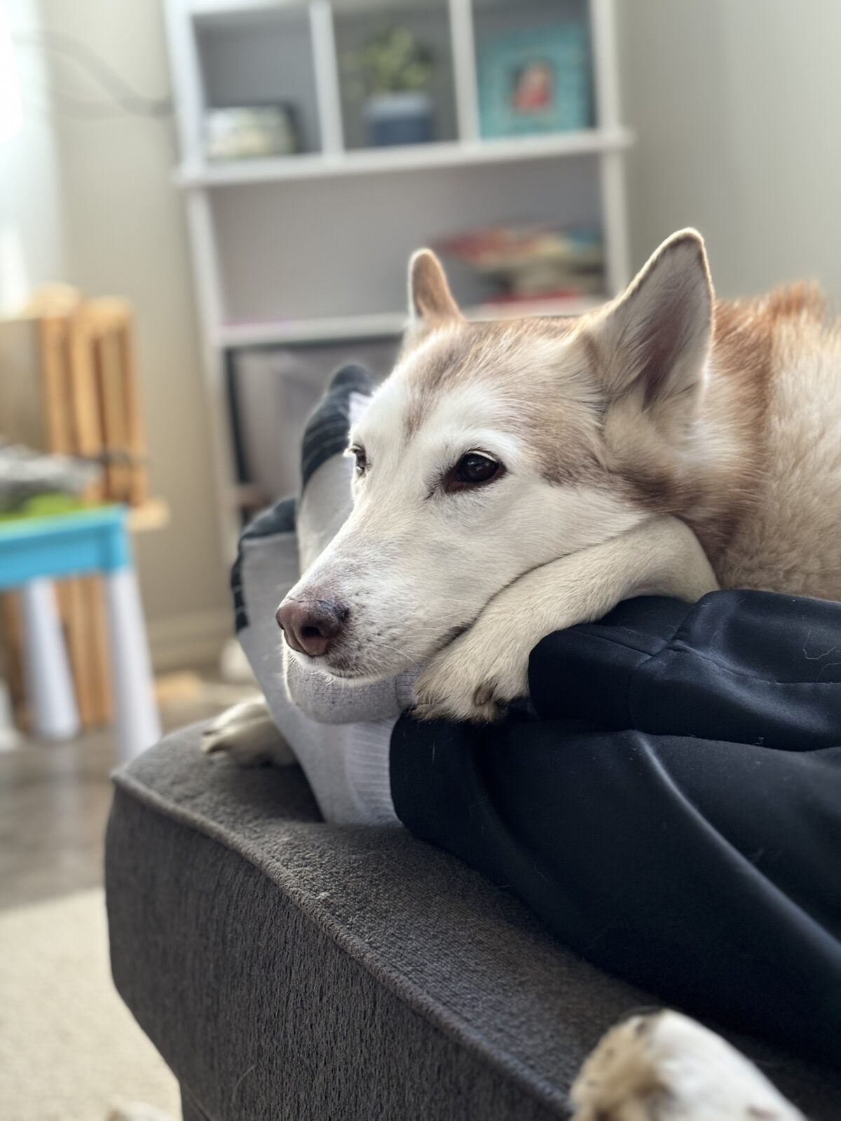 Mya seeking foster or adopter placement