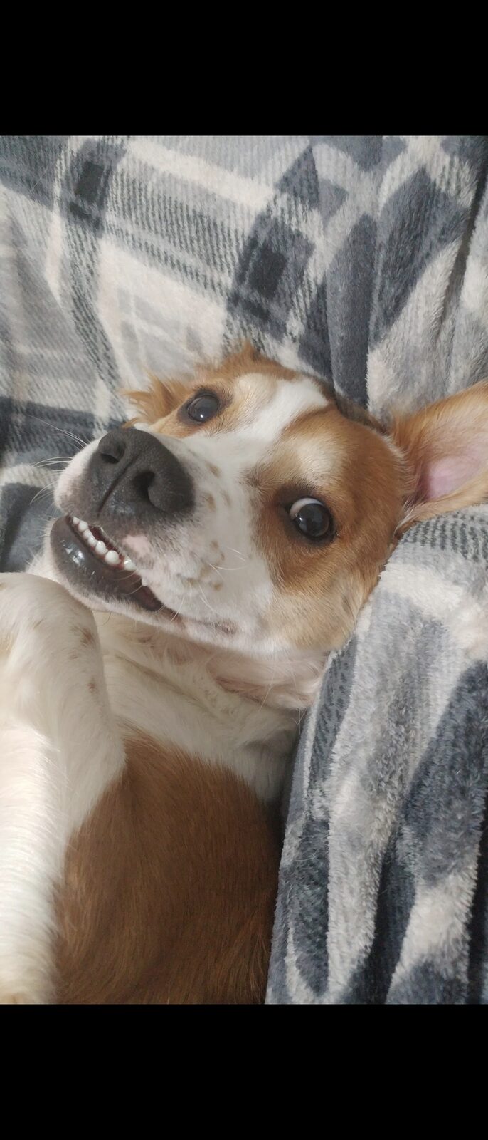 Oliver seeking foster or adopter placement