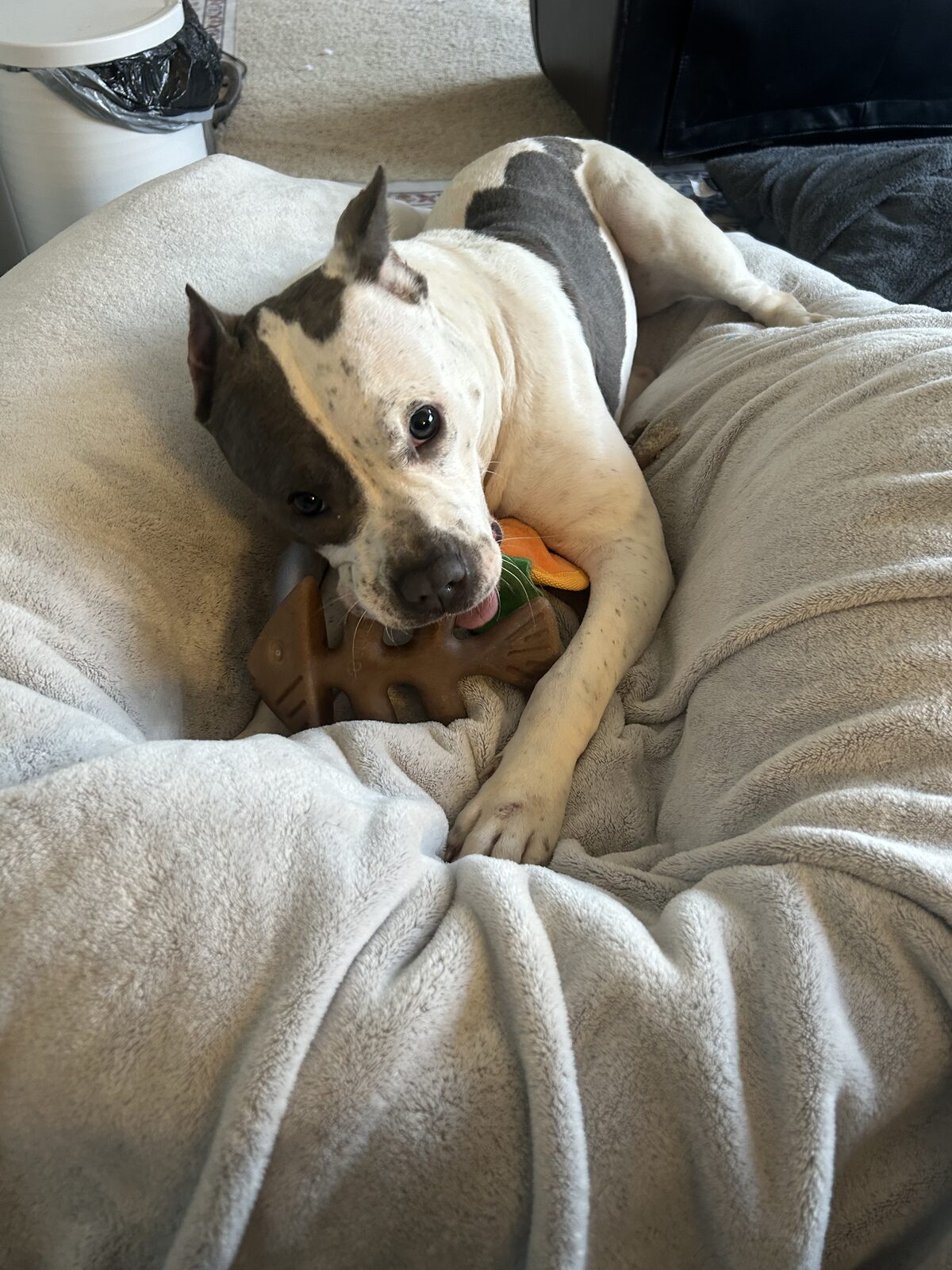 Paloma seeking foster or adopter placement