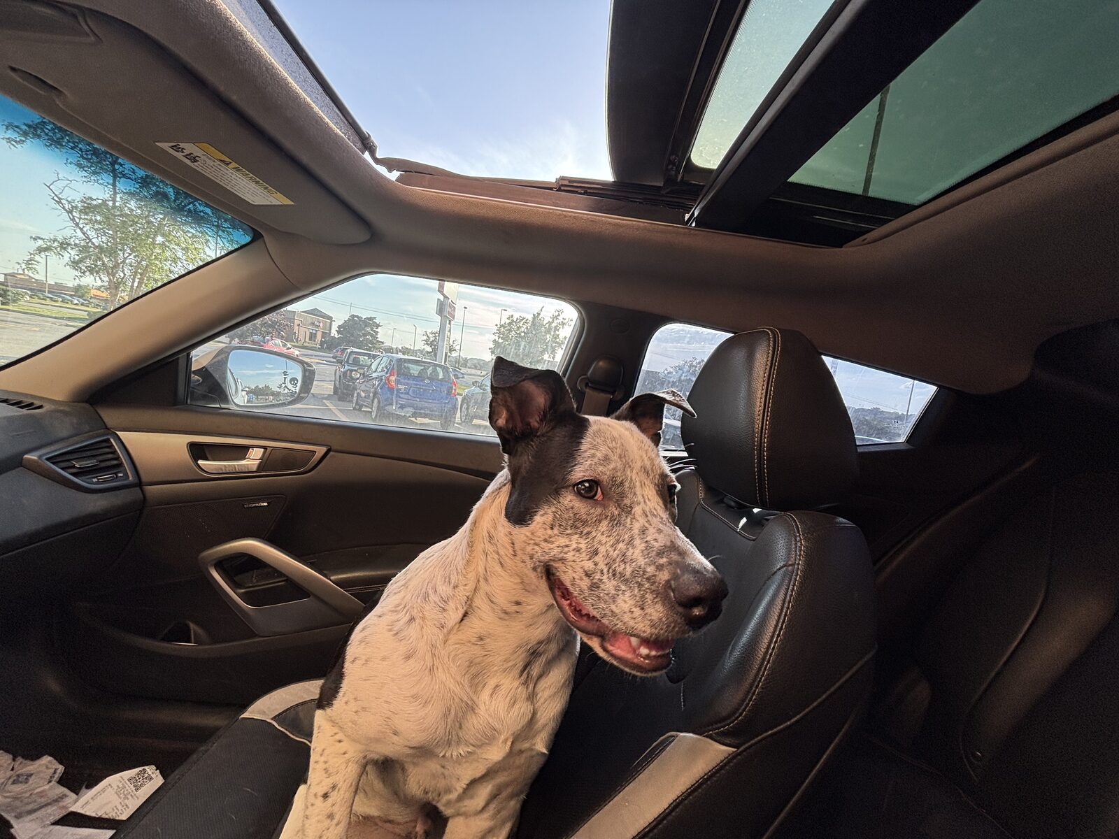 Rocky seeking foster or adopter placement
