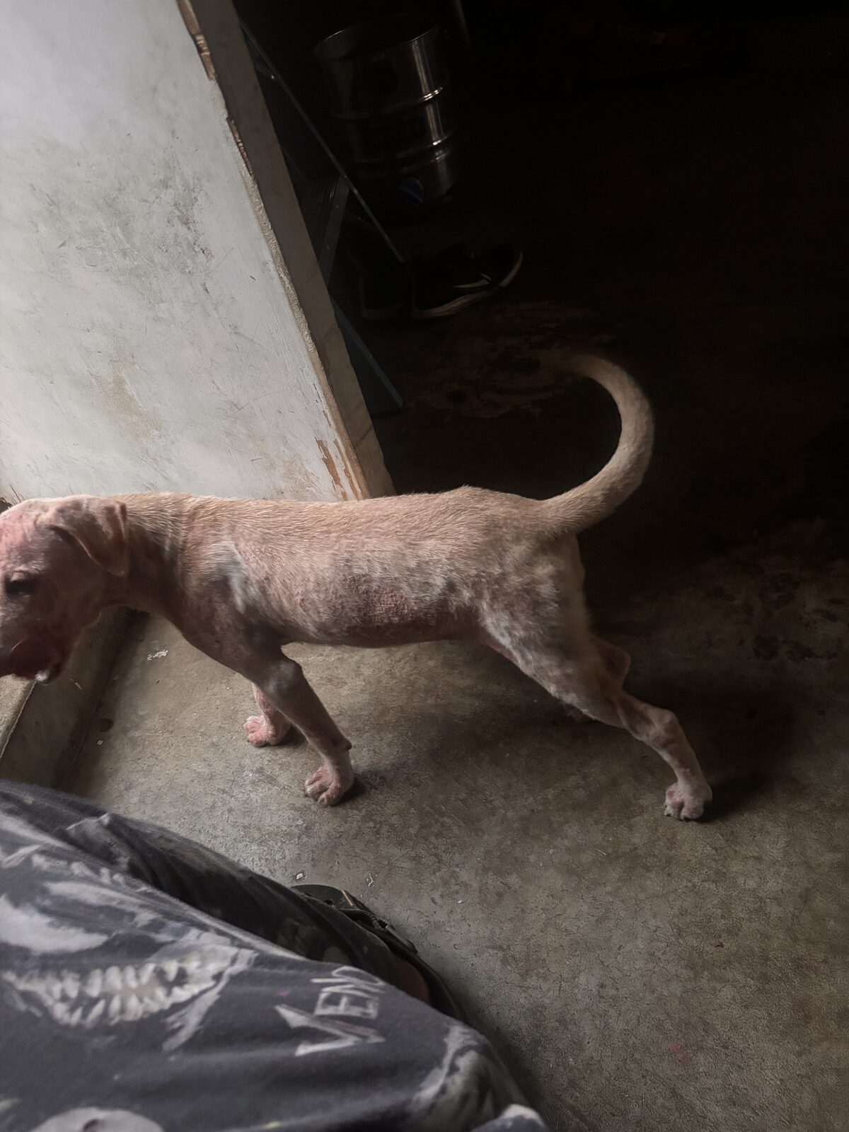 Sadie seeking foster or adopter placement