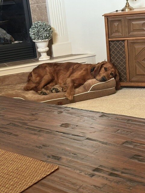 Scooby seeking foster or adopter placement