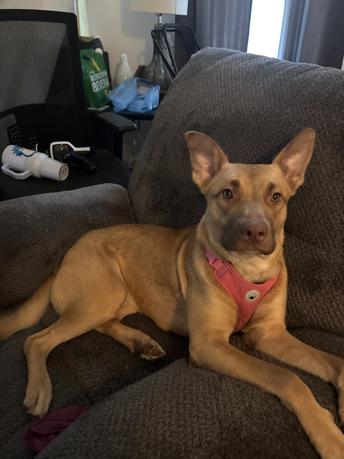 Sky seeking foster or adopter placement