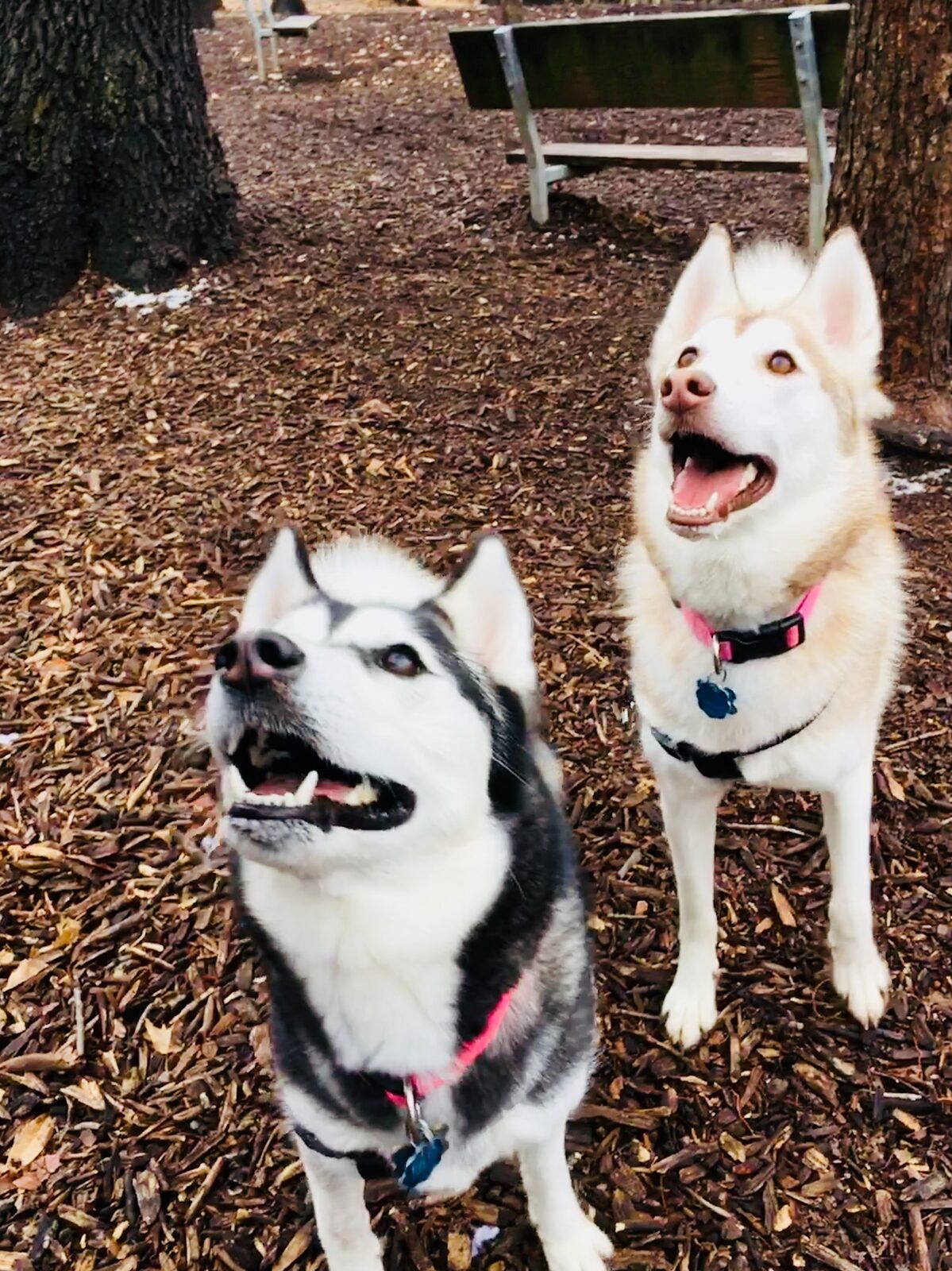 Zoe seeking foster or adopter placement