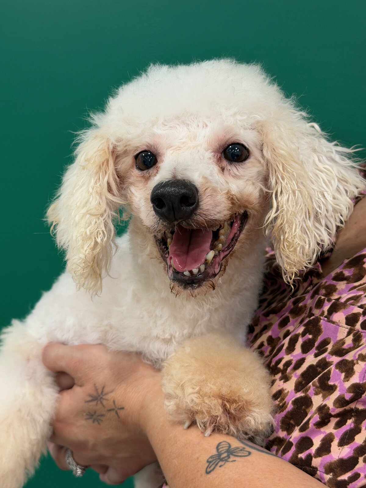 Ayrcyia available for adoption