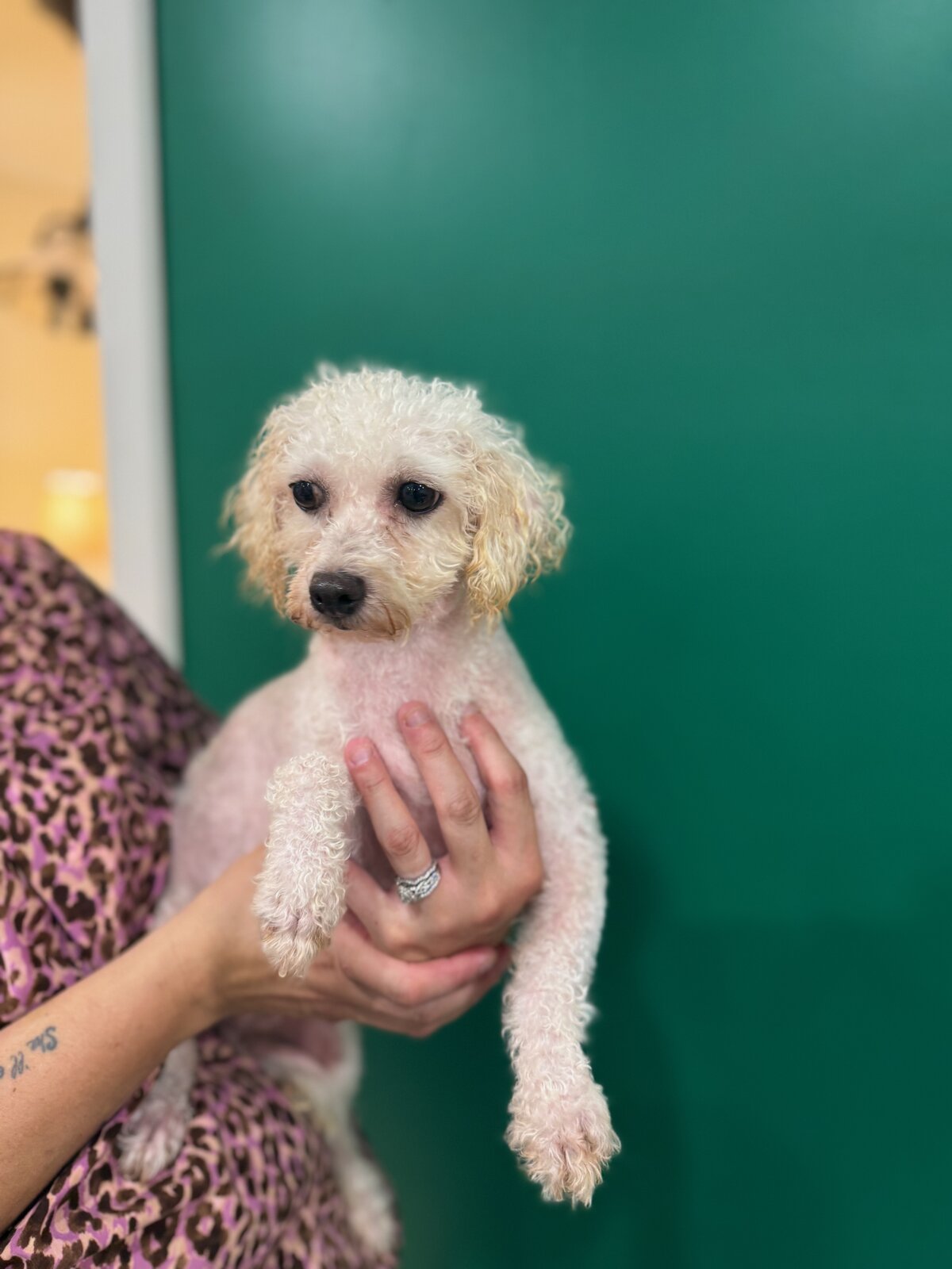 Legacy In Motion available for adoption