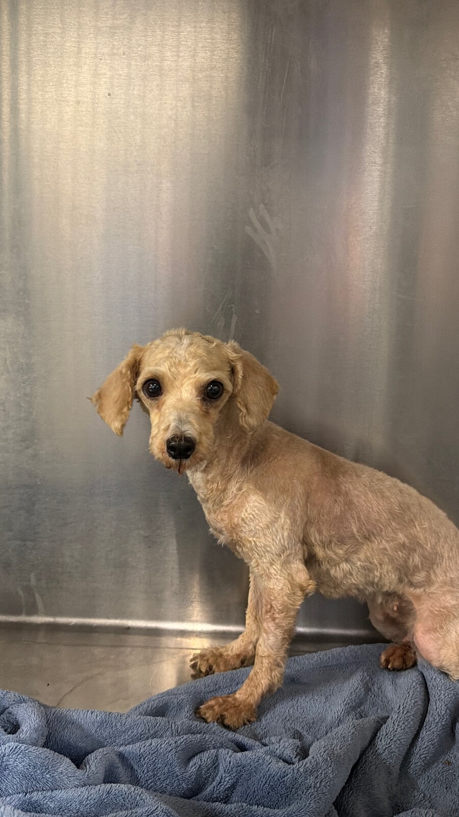 This is Tayja available for adoption