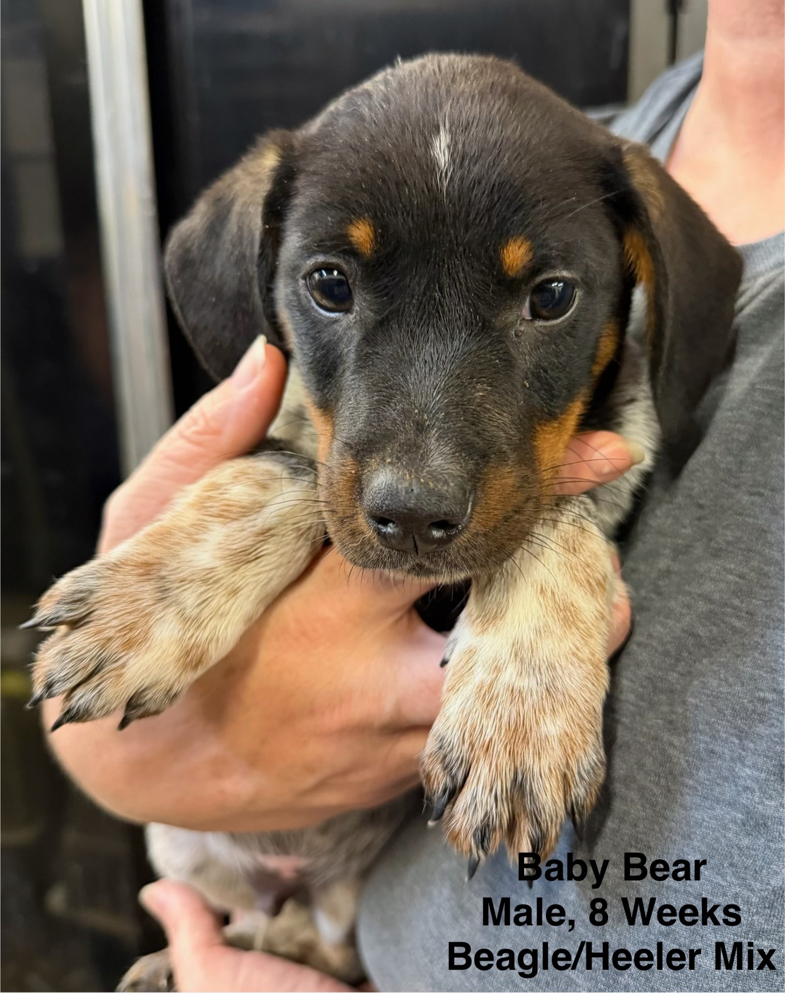 Baby Bear available for adoption