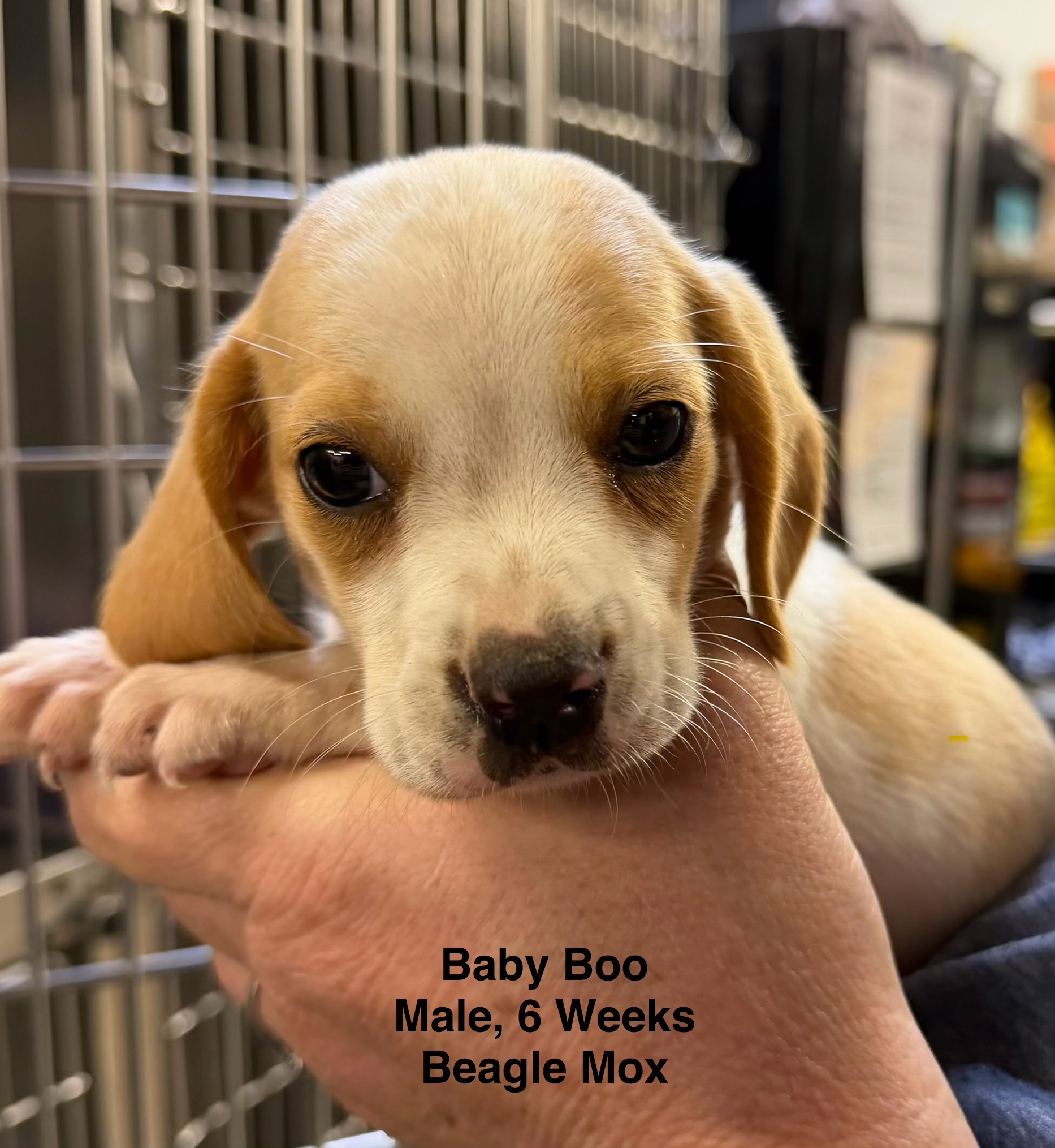 Baby Boo available for adoption