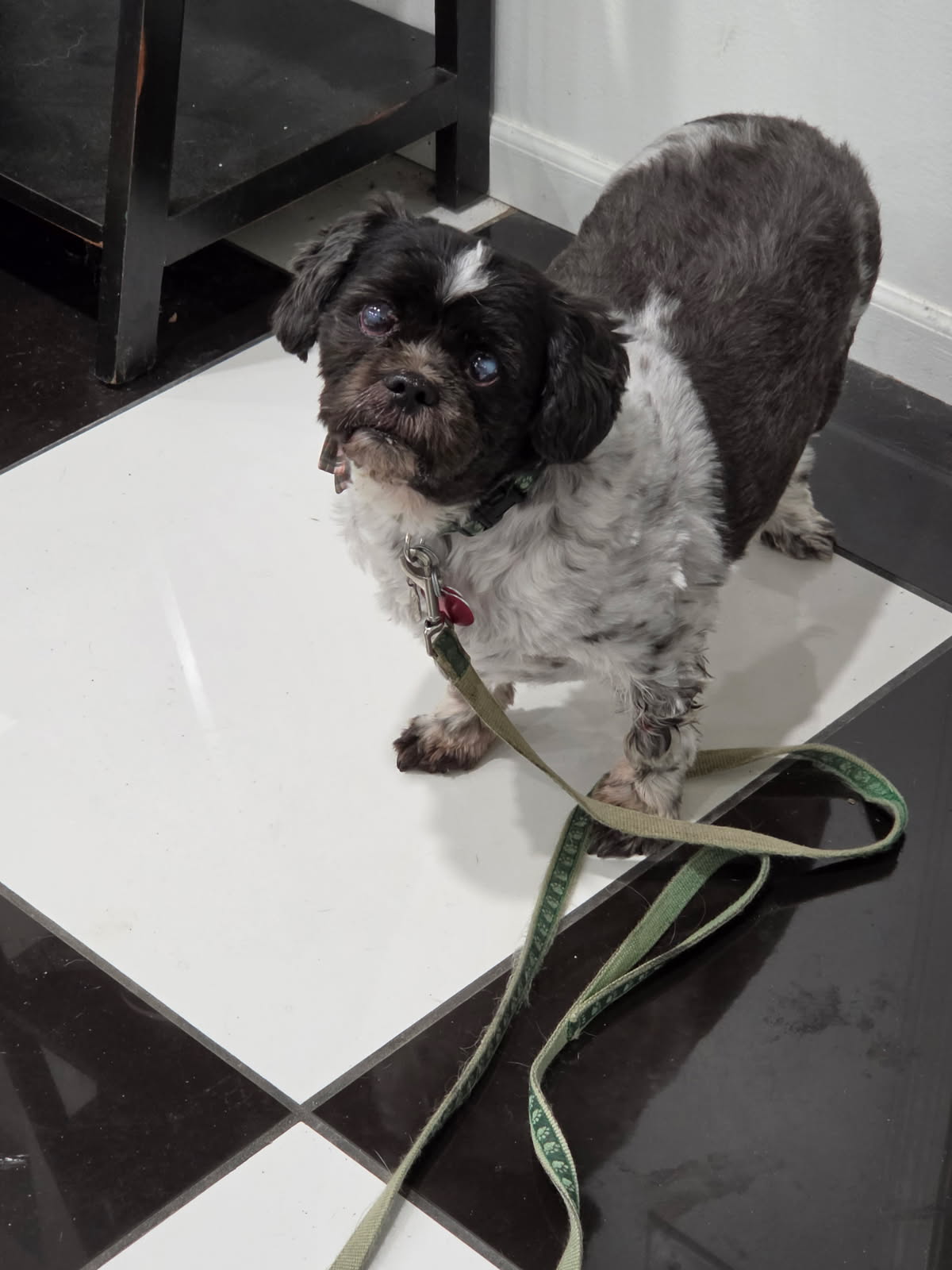 Bobby available for adoption