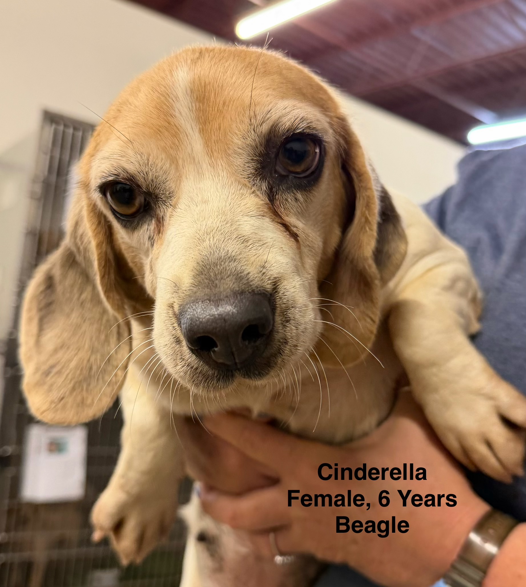 Cinderella available for adoption