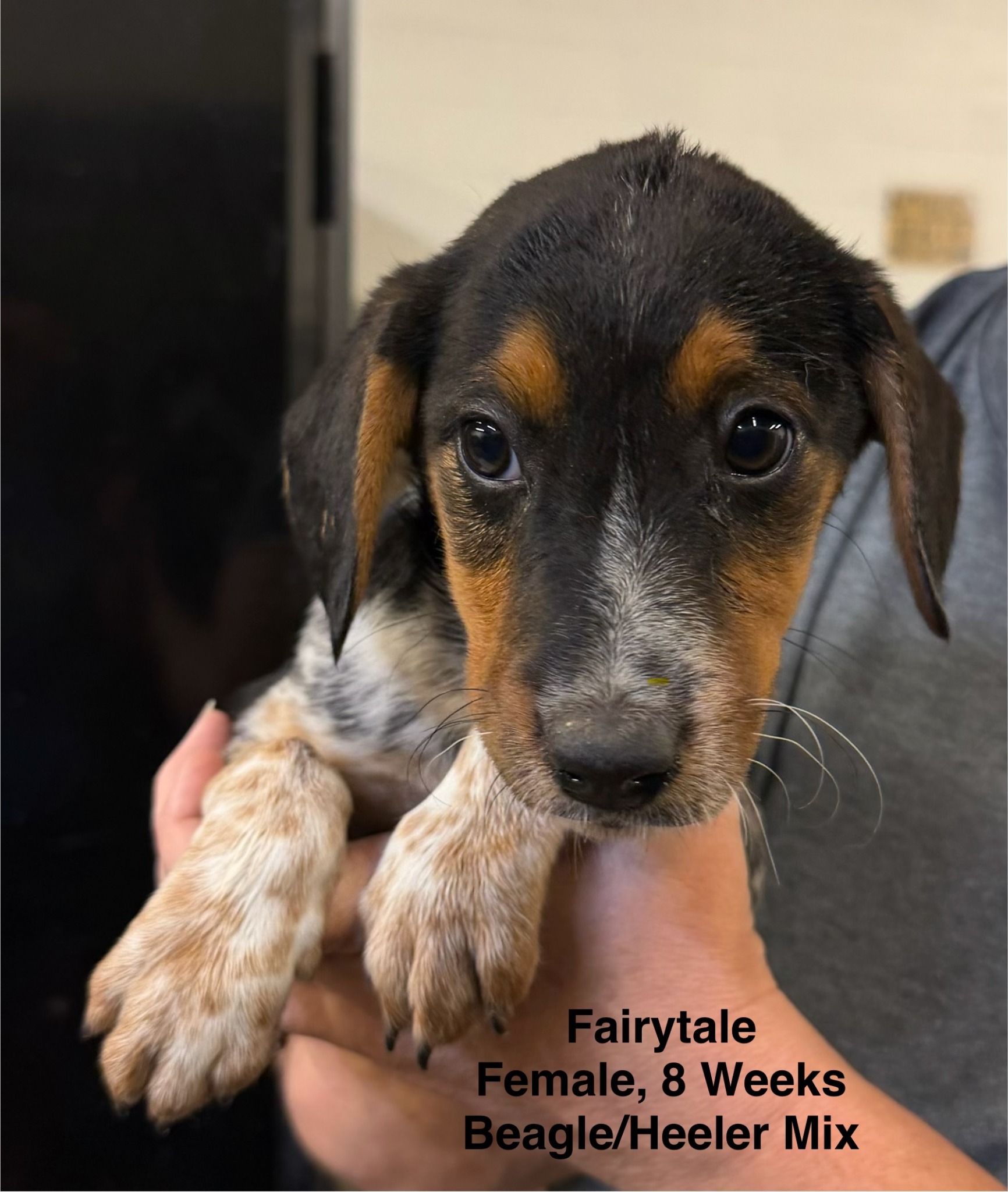 Fairytale available for adoption