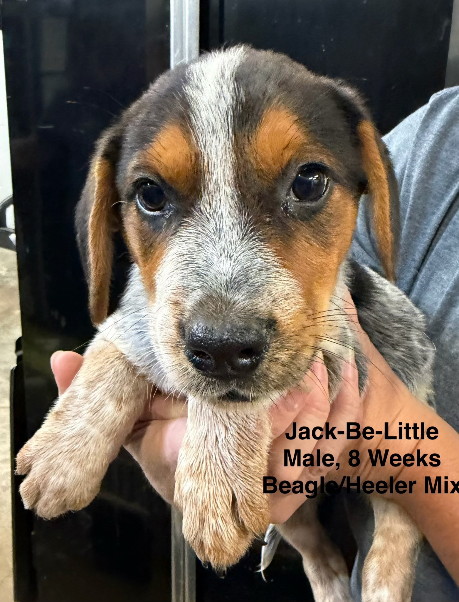 Jack-Be-little available for adoption