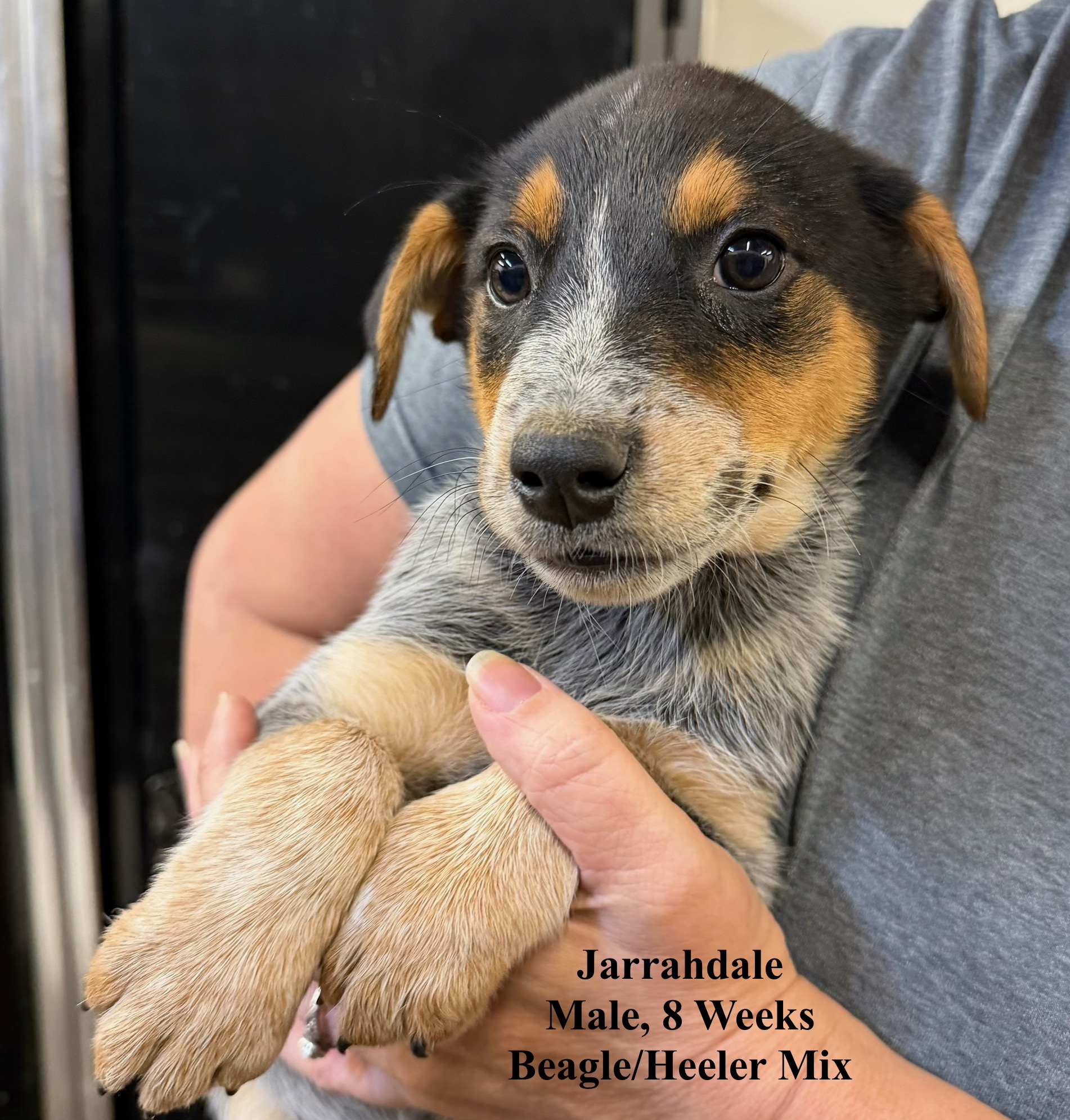 Jarrahdale available for adoption