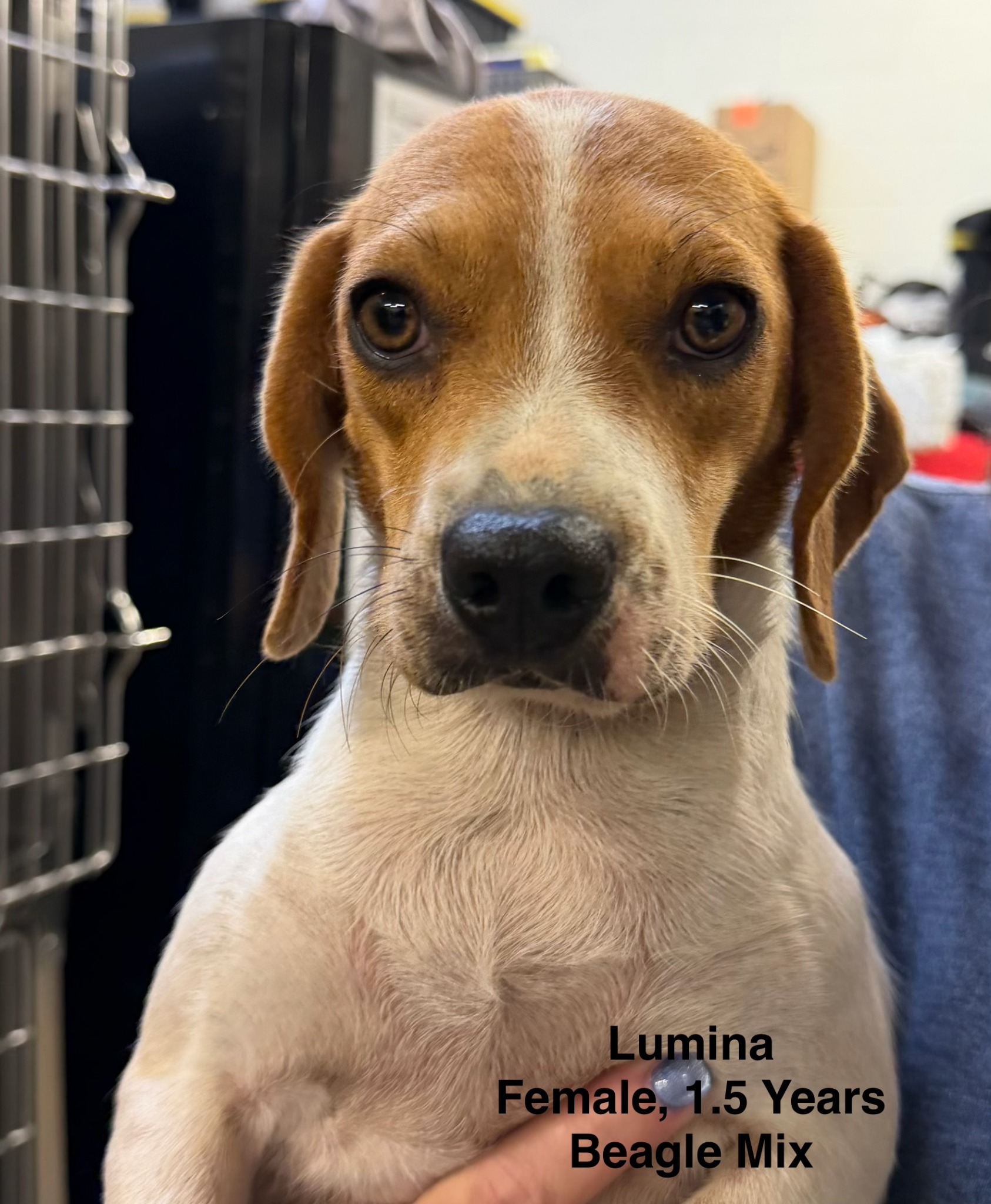 Lumina available for adoption