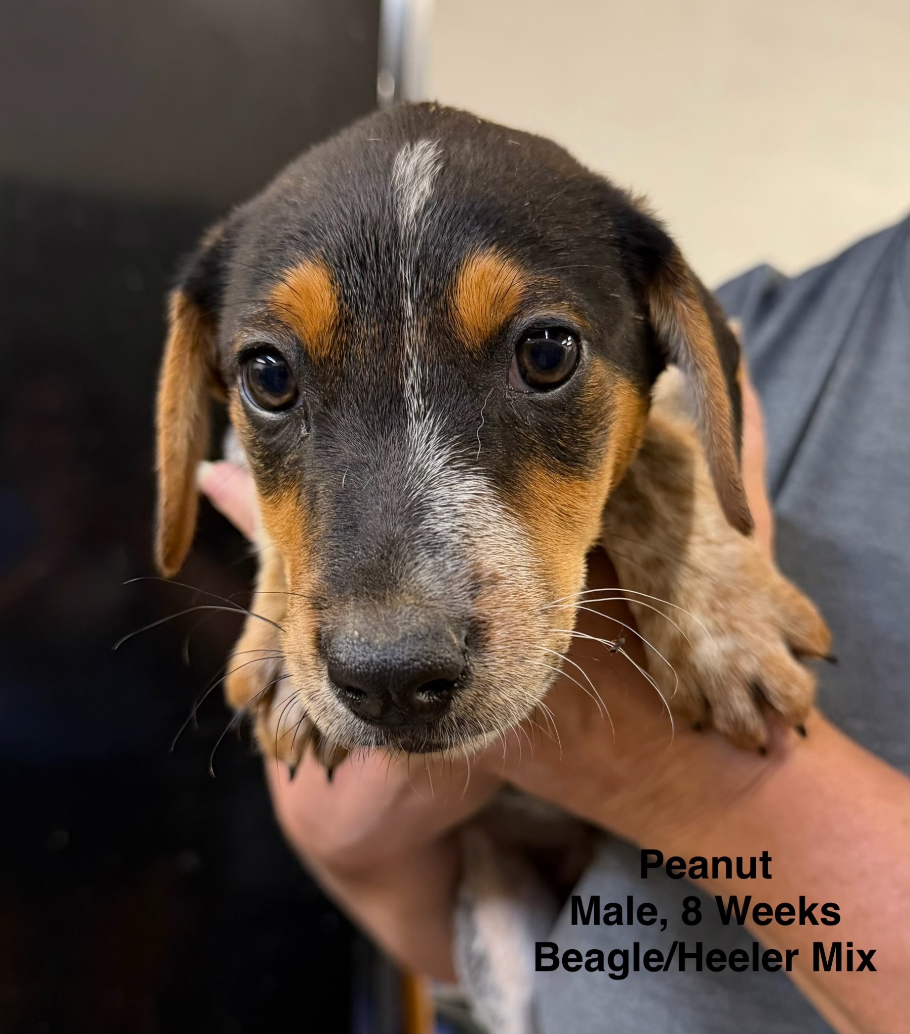 Peanut available for adoption