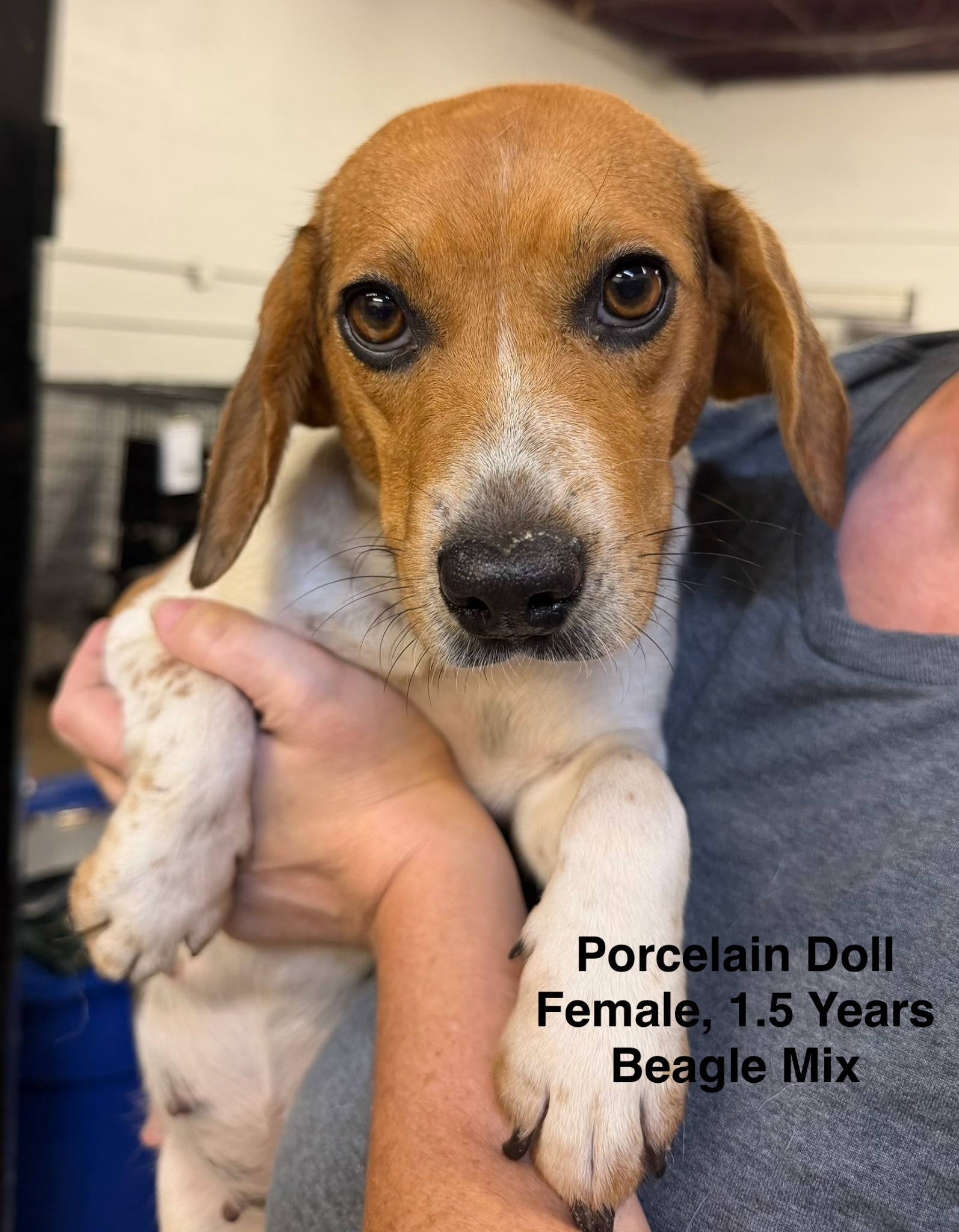 Porcelain Doll available for adoption
