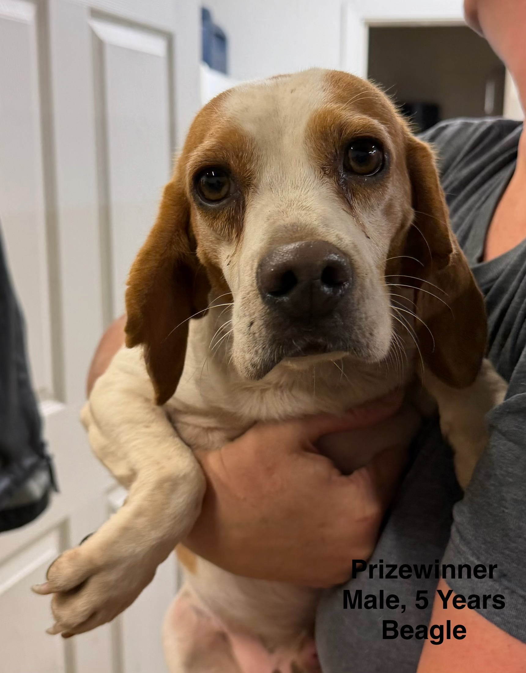 Prizewinner available for adoption
