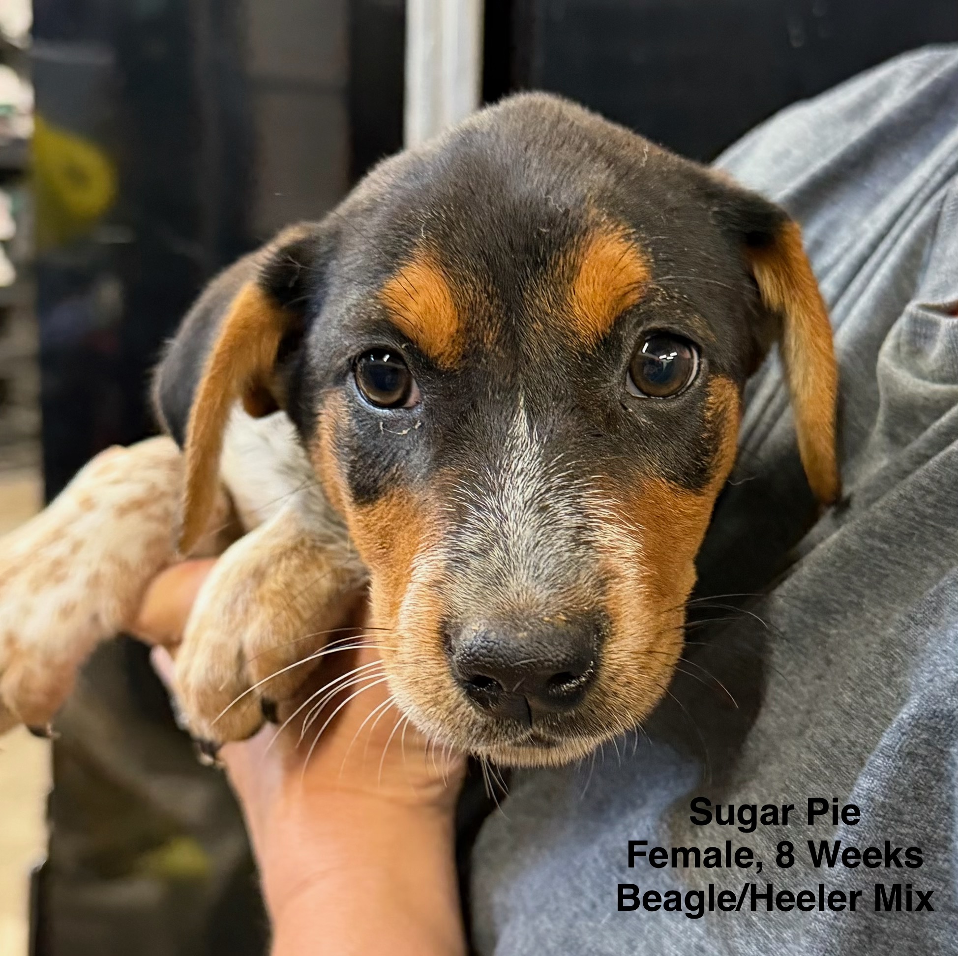 Sugar Pie available for adoption